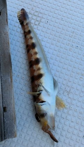 トラハゼの釣果