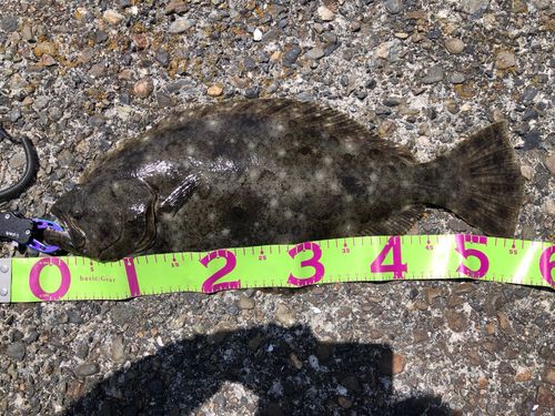 ヒラメの釣果