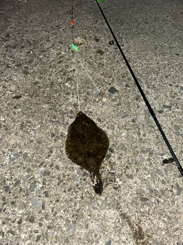 カレイの釣果