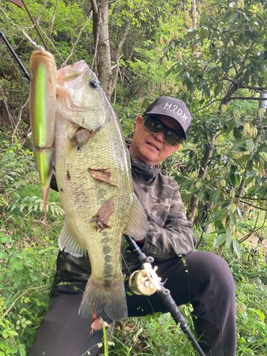 ブラックバスの釣果