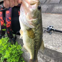 ラージマウスバス