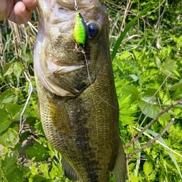 ラージマウスバス