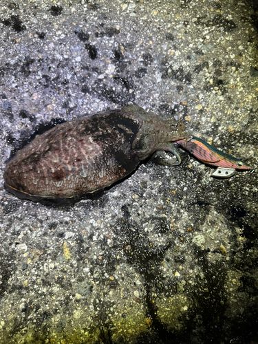 コウイカの釣果