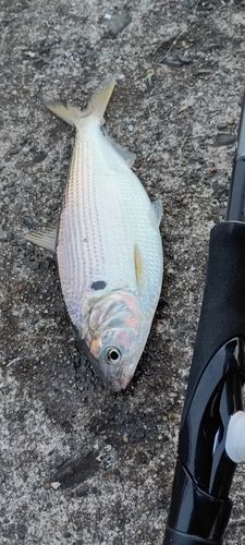 コノシロ