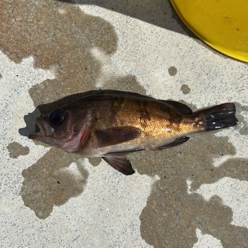 メバルの釣果