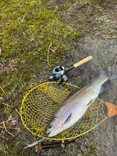 ニジマスの釣果