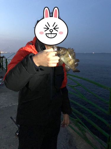 クロメバルの釣果