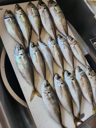 アジの釣果