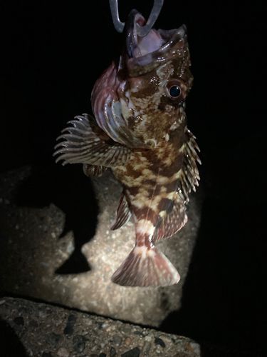 カサゴの釣果