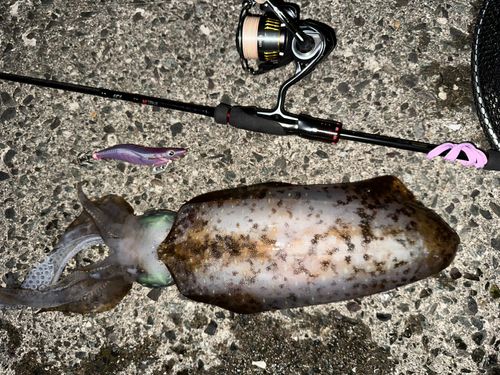 アオリイカの釣果