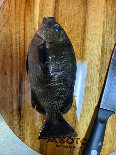 クロメジナの釣果