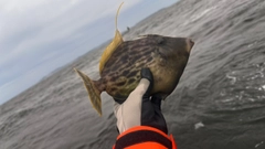 カワハギの釣果