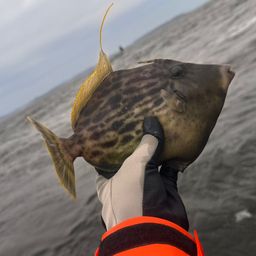 カワハギ
