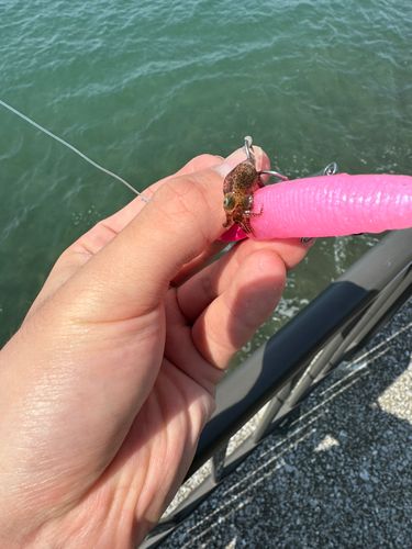イカの釣果