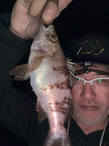 クロメバルの釣果