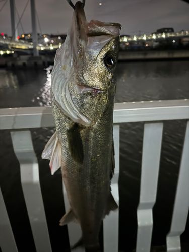 スズキの釣果