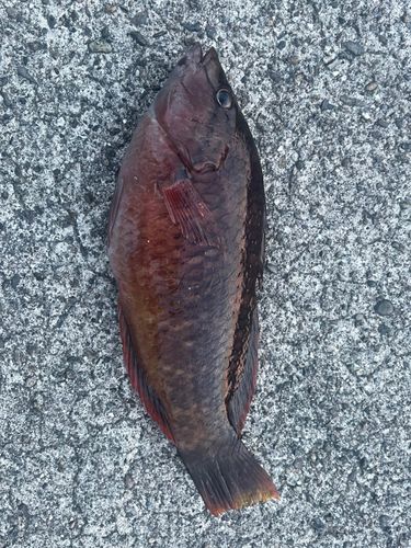 アカササノハベラの釣果