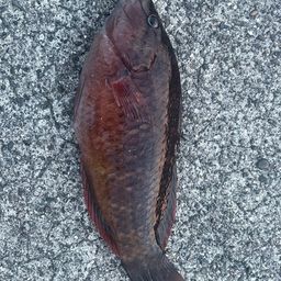 アカササノハベラ