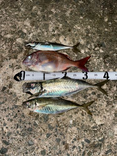 マダイの釣果