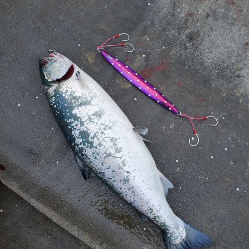 サクラマスの釣果