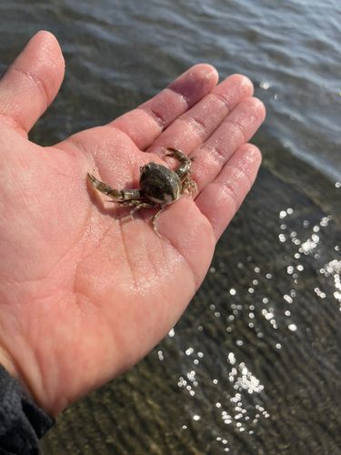カニの釣果