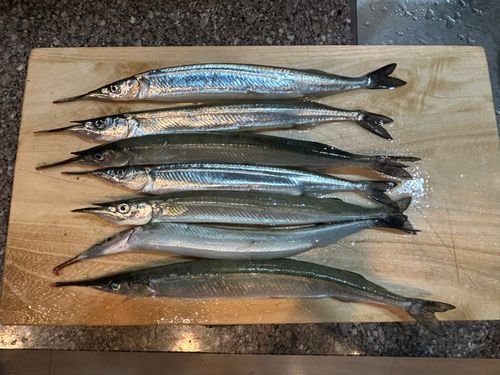 サヨリの釣果