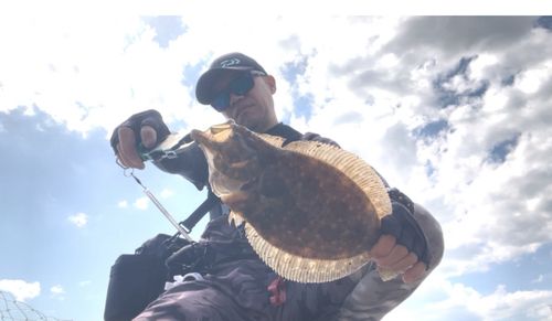 ヒラメの釣果