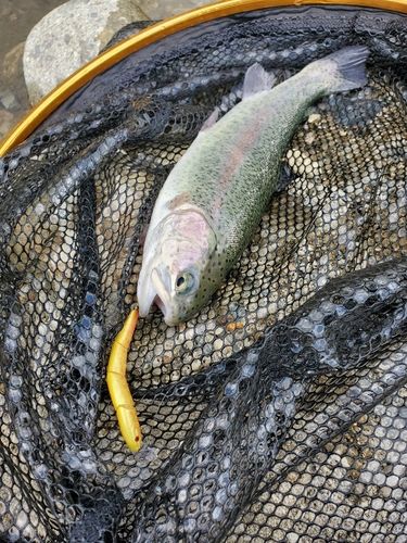 ニジマスの釣果