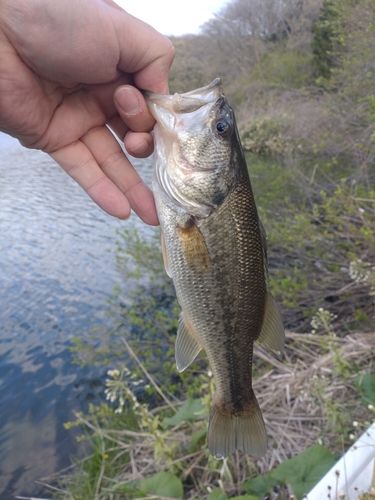 釣果