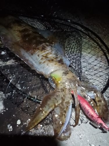 アオリイカの釣果