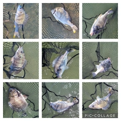 チヌの釣果
