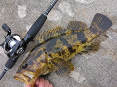 タケノコメバルの釣果