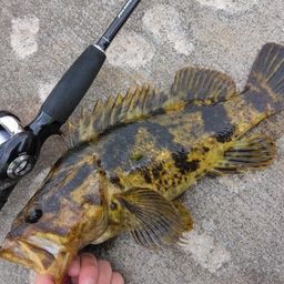 タケノコメバル