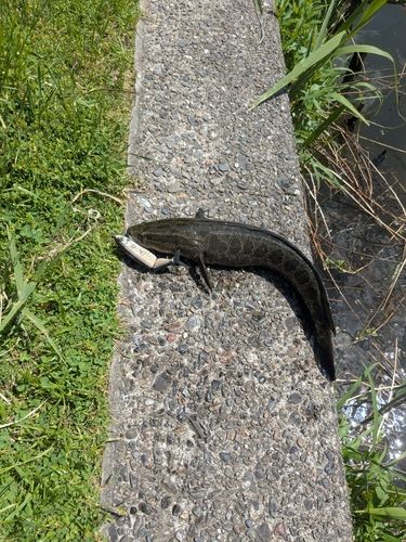 ライギョの釣果