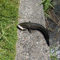 ライギョ