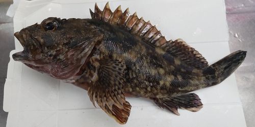 カサゴの釣果