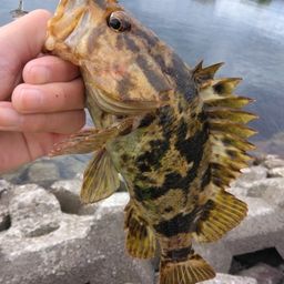 タケノコメバル