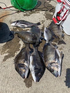 チヌの釣果