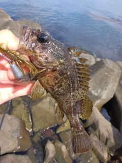 ムラソイの釣果