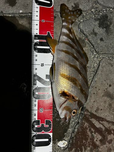 タカノハダイの釣果