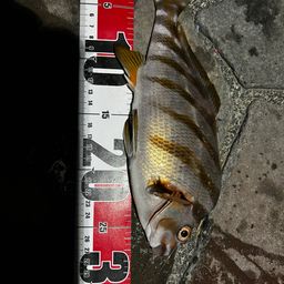タカノハダイ