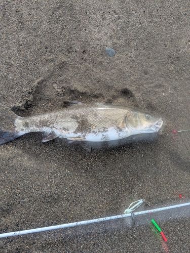 ウグイの釣果