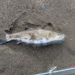 ウグイ