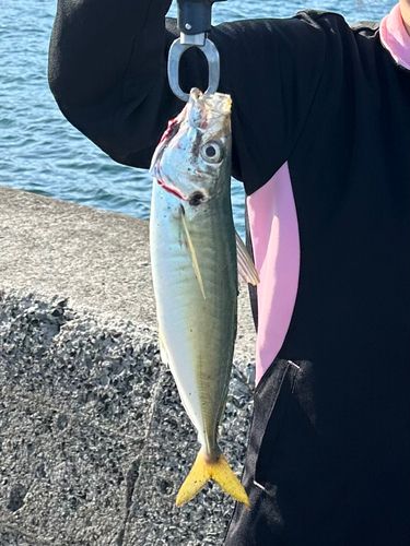 マルアジの釣果