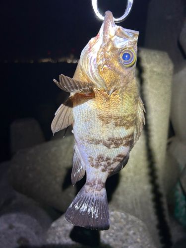 メバルの釣果