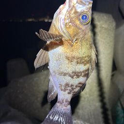 メバル