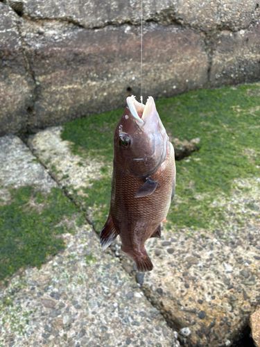 カンダイの釣果