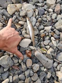 シロギスの釣果
