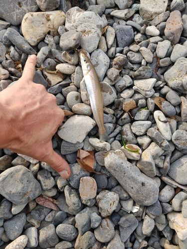 シロギスの釣果
