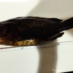 タケノコメバル